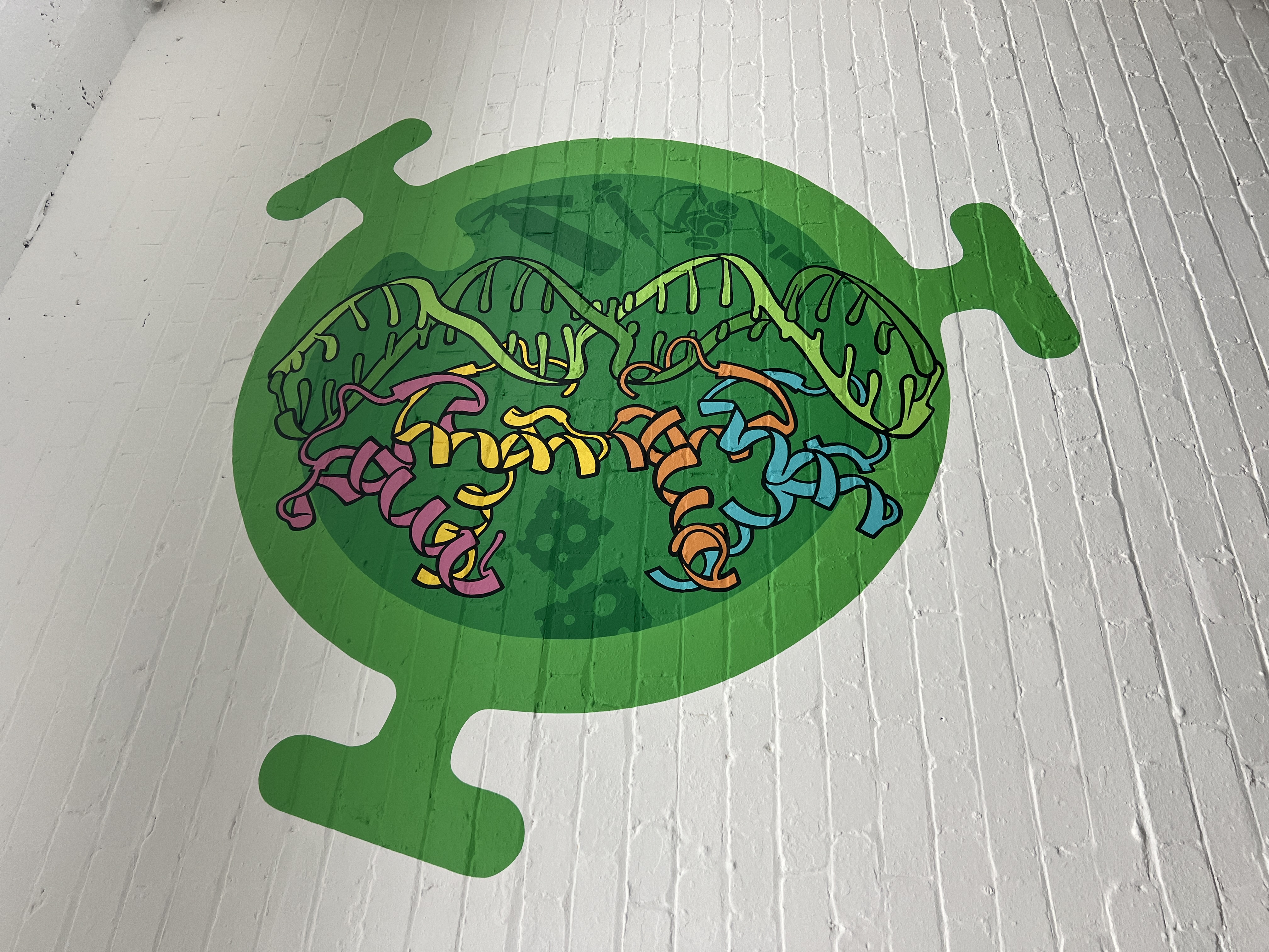 Green mural of a DNA double helix and folded protein structure, painted for a biosecurity company office