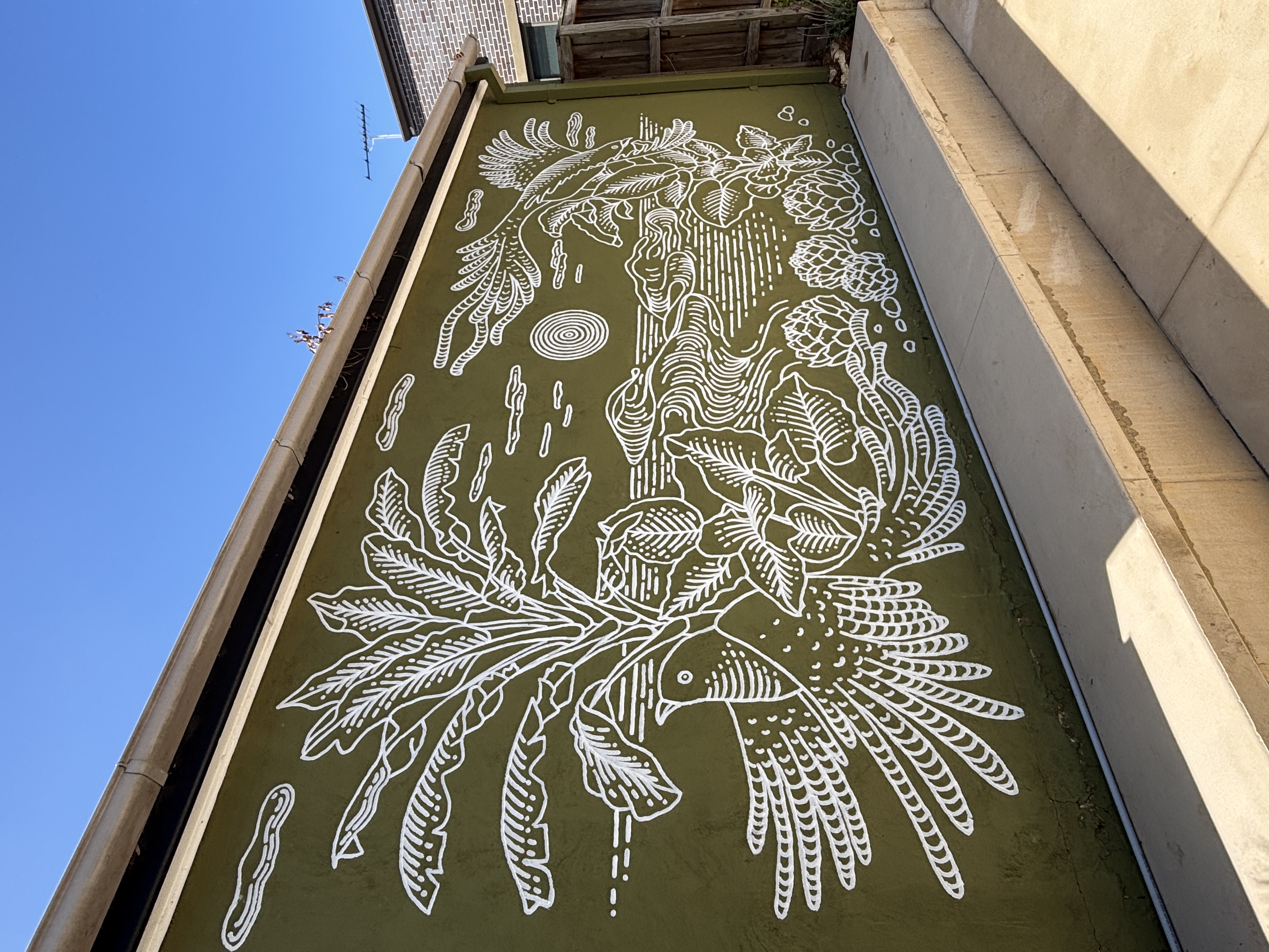 White line-art bird and banksia mural painted beside a backyard pool in Ryde, Sydney